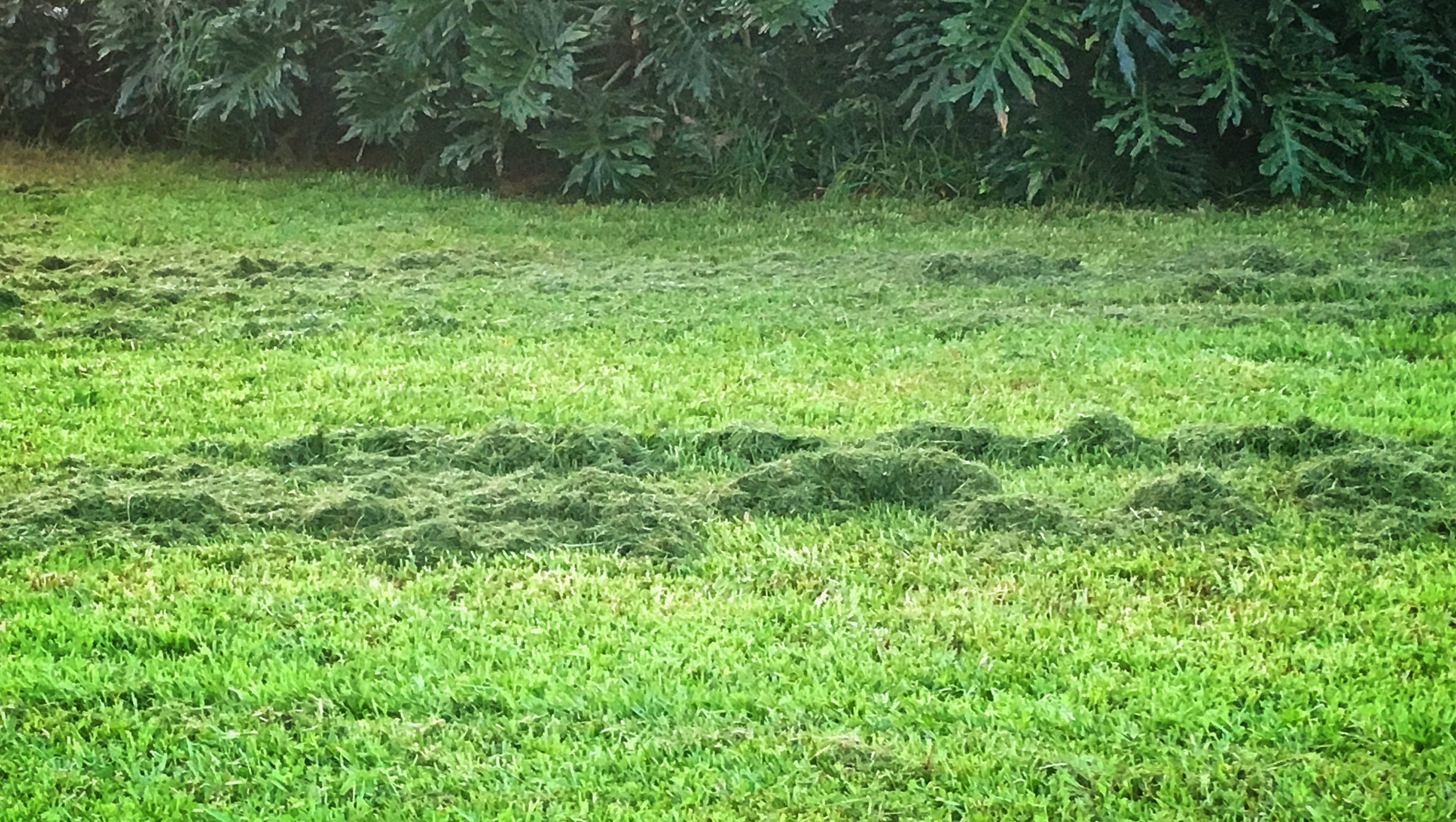 Proper Mowing Can Result In Healthier Better Looking Lawns
