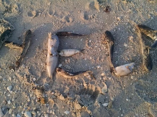 Red Tide Causes Weekend Fish Kills On Collier County Beaches