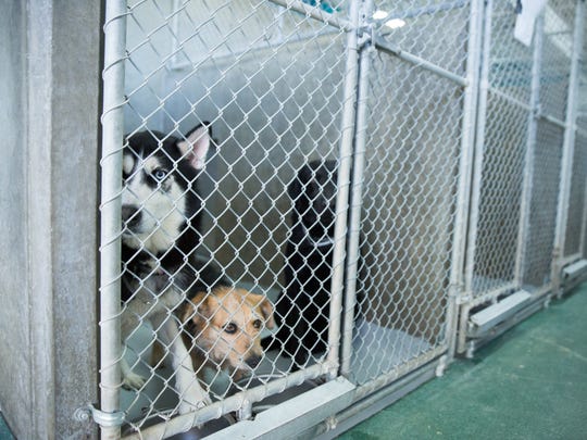 Animal shelter names Clint Thacker as new director