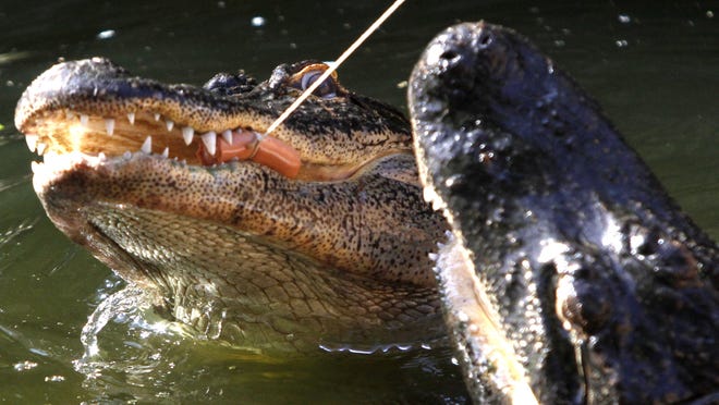 Photos by SARAH COWARD/THE NEWS-PRESS Alligators fight for a piece of hot dog on a string during a crowd demonstration at Everglades Wonder Gardens in Bonita Springs on Monday. Alligators fight for a piece of hot dog on a string during a crowd demonstration at Everglades Wonder Gardens in Bonita Springs Monday, January 26.