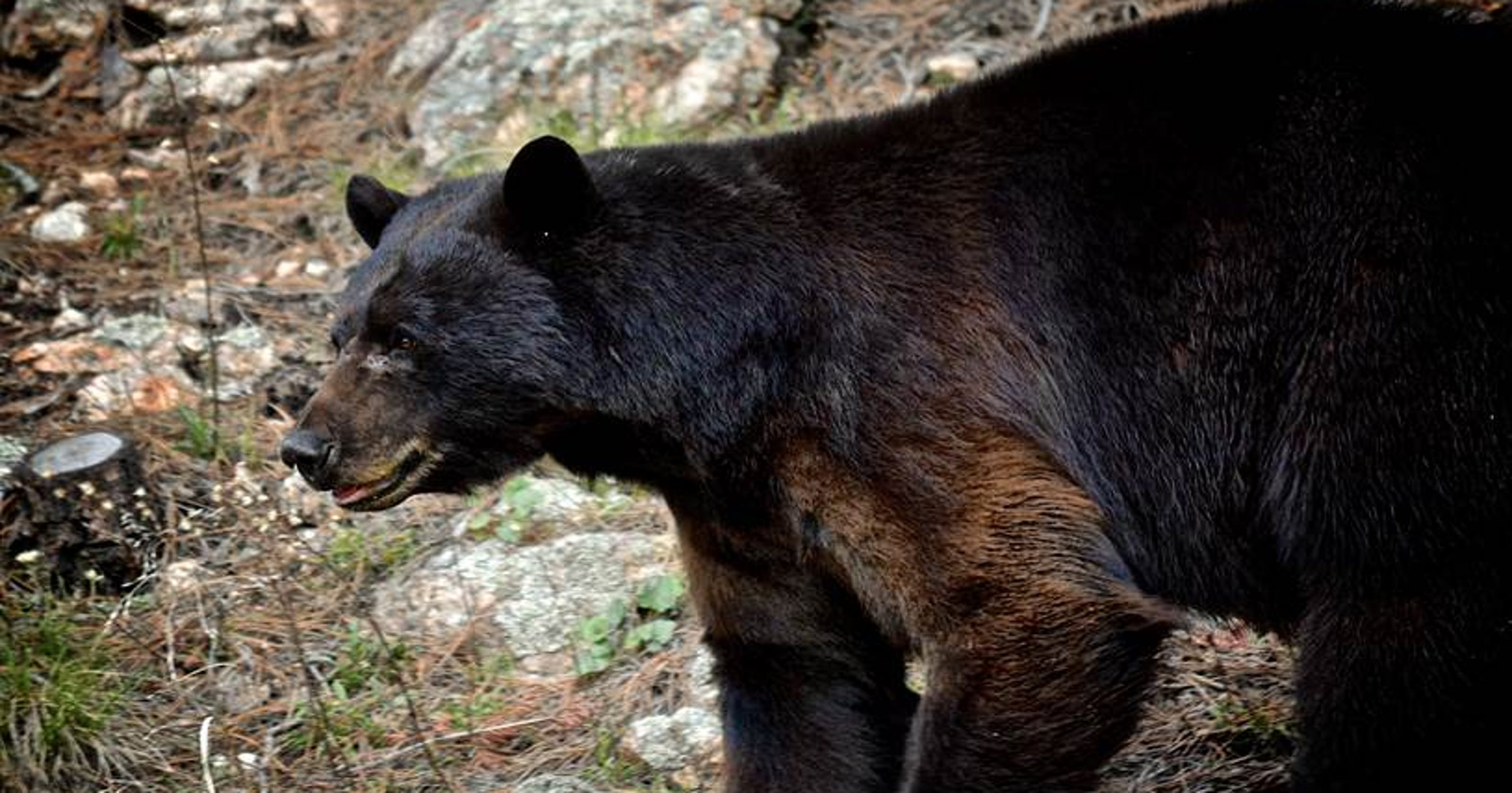 Safety tips on how to protect your Colorado campsite from black bears