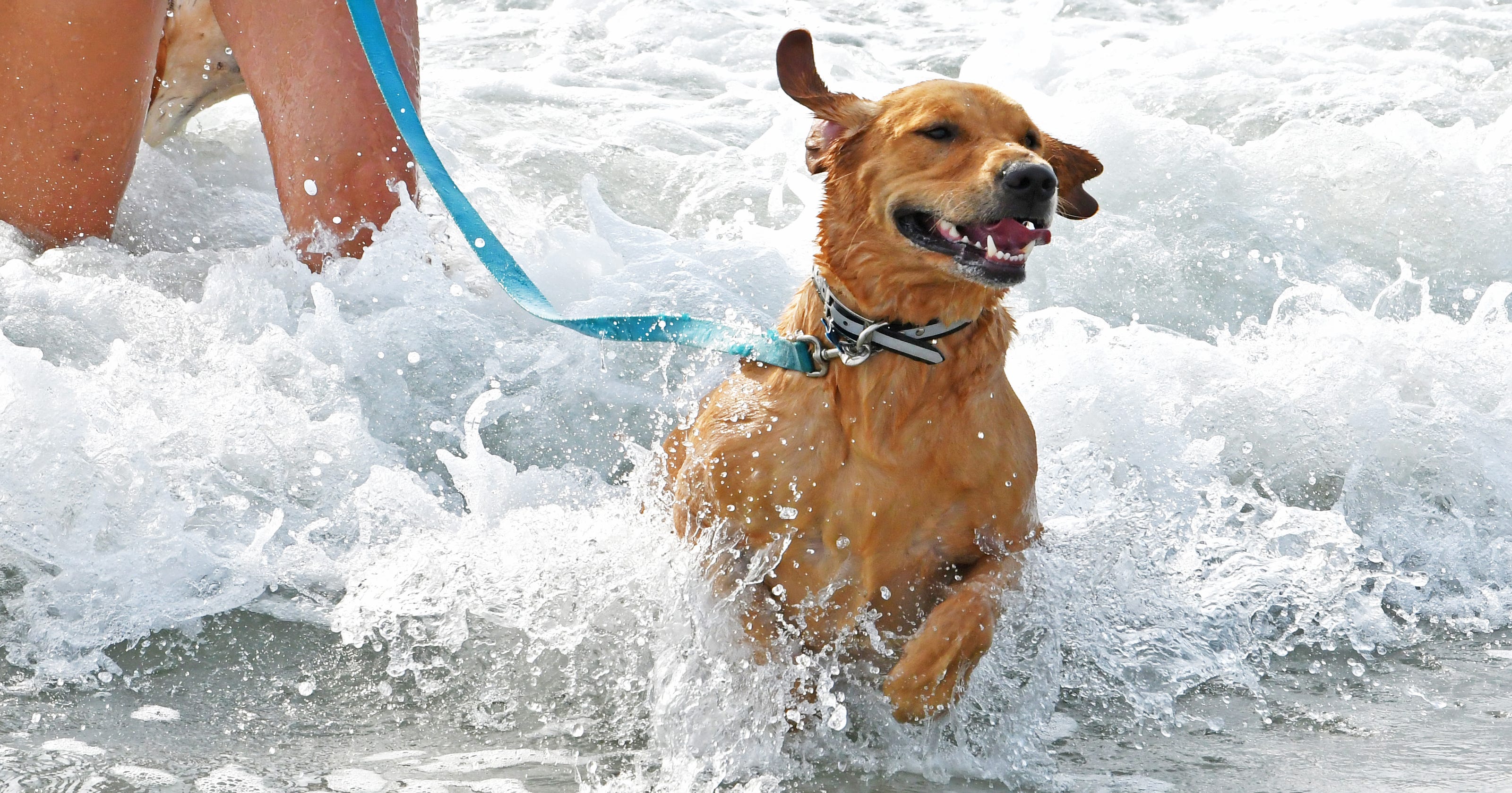 Photos First day of dogs allowed on section of Cocoa Beach