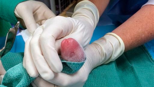 In this photo provided by the Smithsonian's National Zoo, one of the giant panda cubs is examined by veterinarians after being born at  the zoo on Saturday, Aug. 22, 2015, in Washington.
