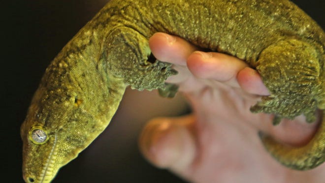 The New York Pet Reptile Expo returns to Westchester County Center on Jan. 4.