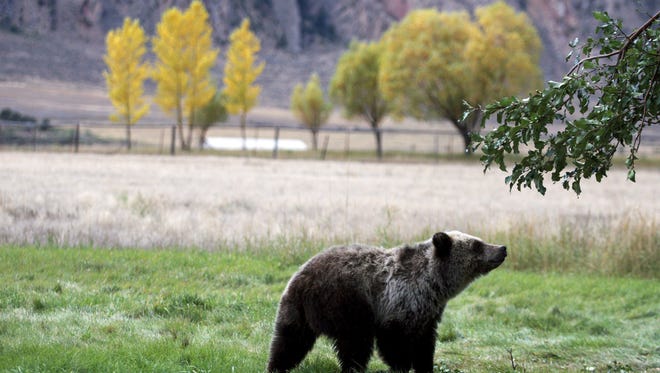 In this file photo, a grizzly bear cub forages near the north entrance to Yellowstone National Park in Gardiner, Mont., in 2013.