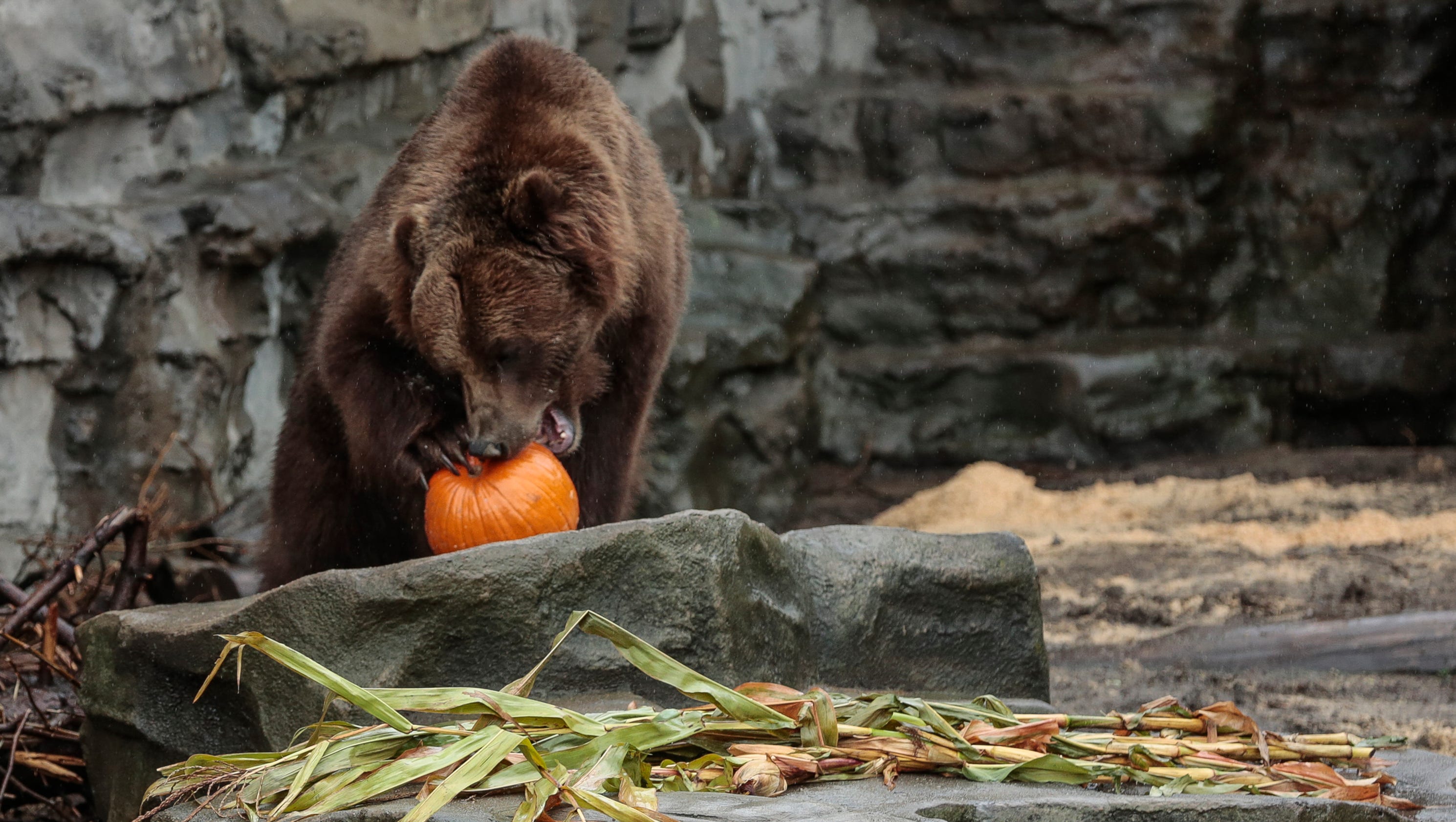 PHOTOS Detroit Zoo animals play with pumpkins, other fall treats
