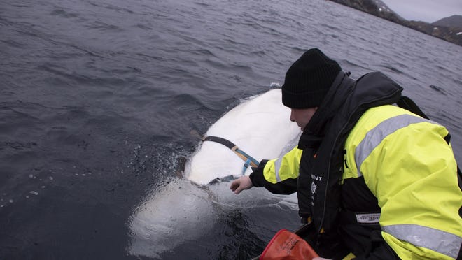 Joar Hesten tries to reach the harness attached to a beluga whale before the Norwegian fishermen were able to removed the tight harness, off the northern Norwegian coast. Since the white whale was freed, it has been seen frolicking in the waters of Arctic Norway.