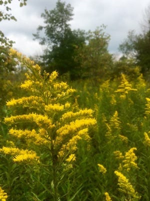 Goldenrod is one of the colorful wildflowers blooming in the fall.