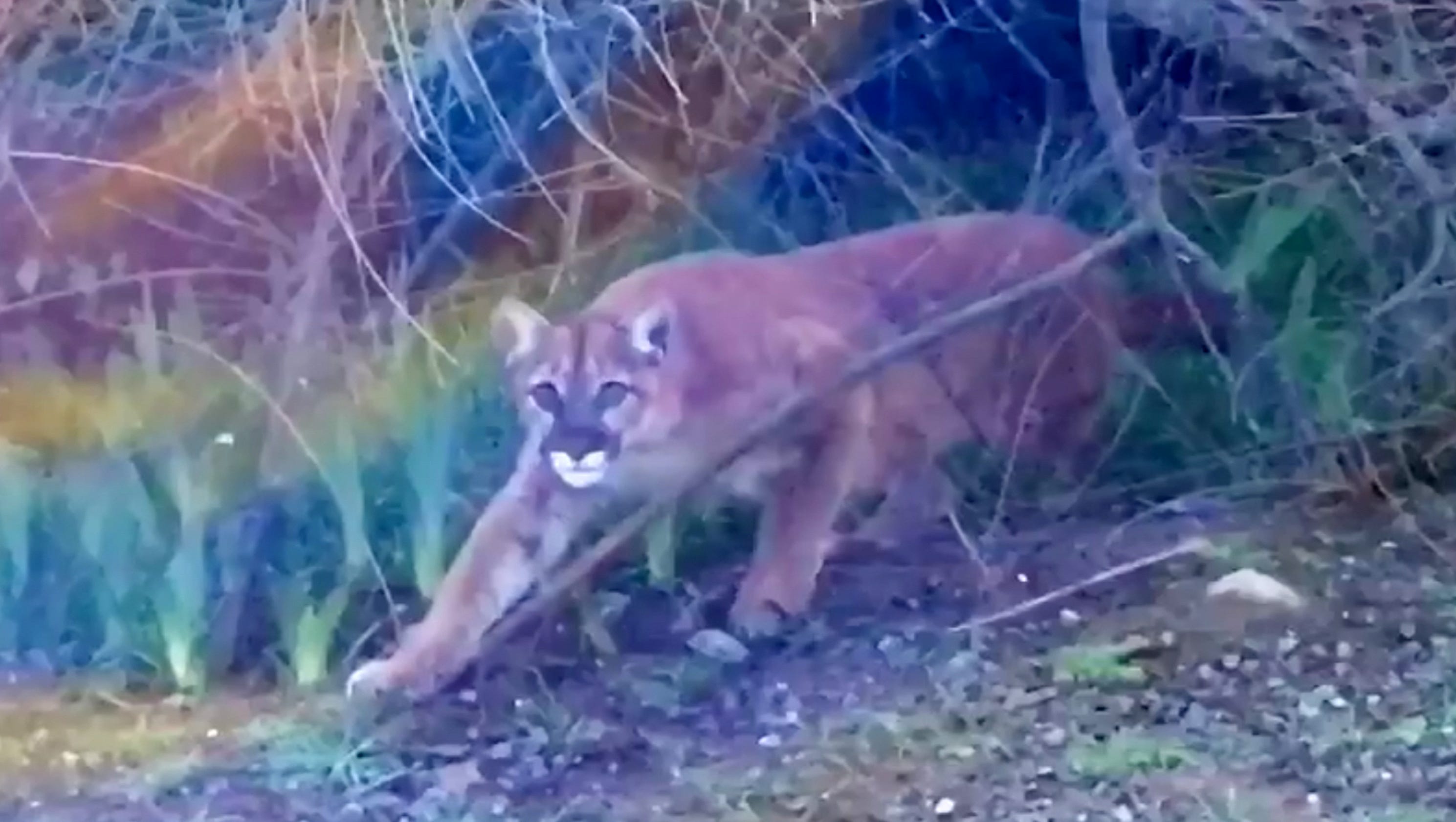 As cougar sightings rise, does Oregon have a big cat problem?