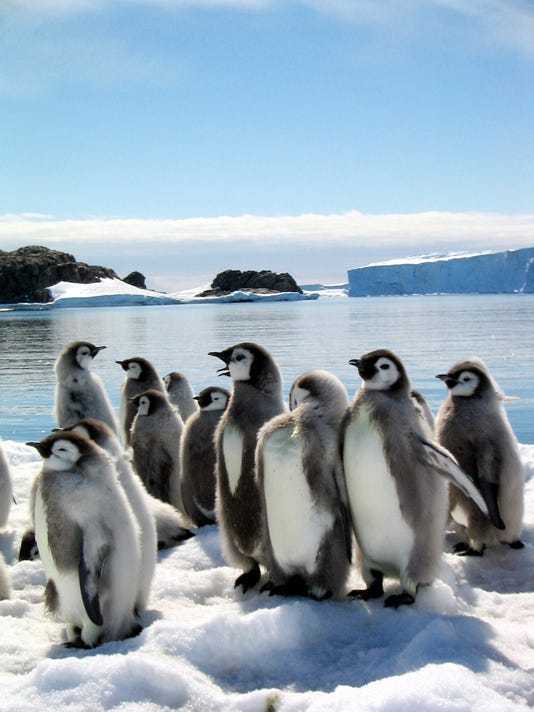 Nature Video S Cutest Animals In Science In 2014