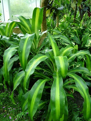 Cornstalk plant, or Dracaena fragrans Massangeana