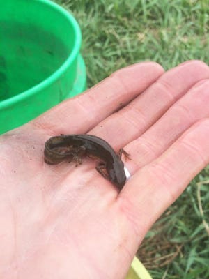 Two Hills Elementary fifth graders found this newt during a School of the Wild field trip in spring of 2017.