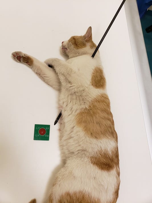 Cat shot with arrow has emergency surgery