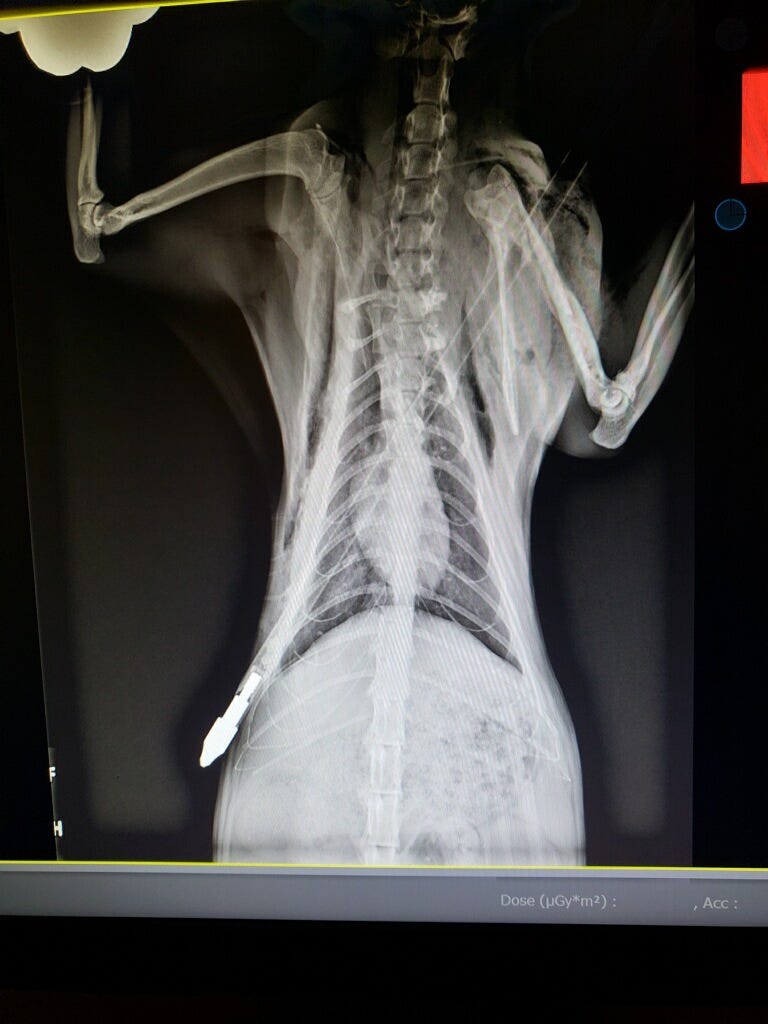 Cat Shot With Arrow Has Emergency Surgery