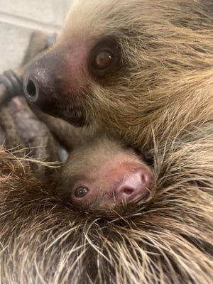 Fiona and Wesley, the pair of Linne's Two-Toed Sloths at the Roger Williams Park Zoo, have a new baby. The zoo is asking for help naming the baby.
