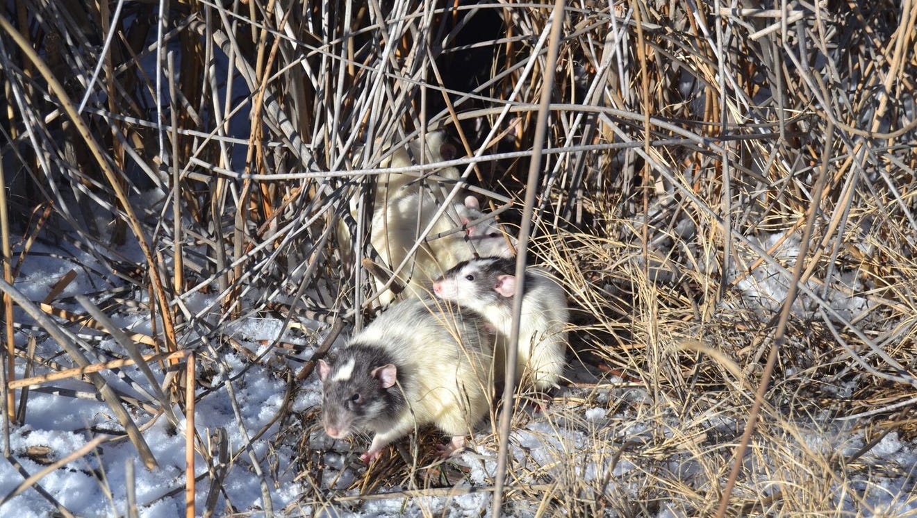 80 domesticated rats rescued after being dumped in Fort Collins natural