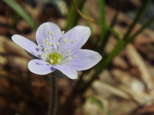 Hepatica blossoms can be white or lavender