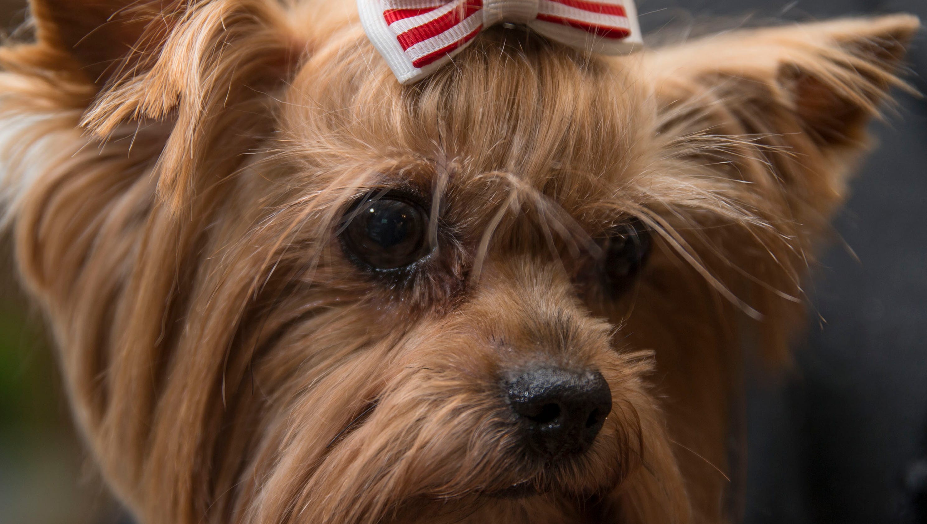 The Dog Spaw Salon and Mobile Pet Grooming