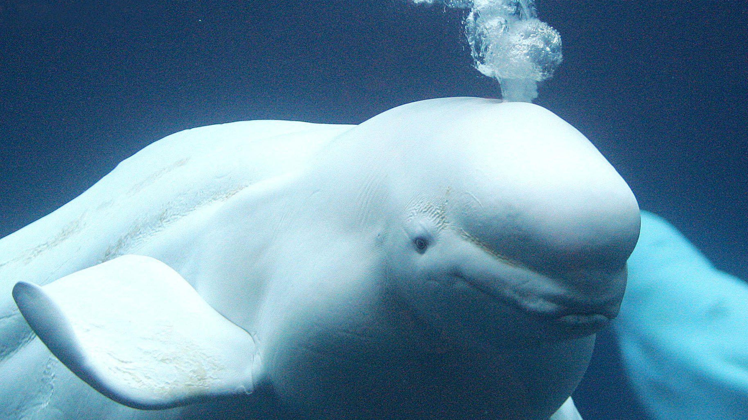 Three beluga whales spotted in Navesink River