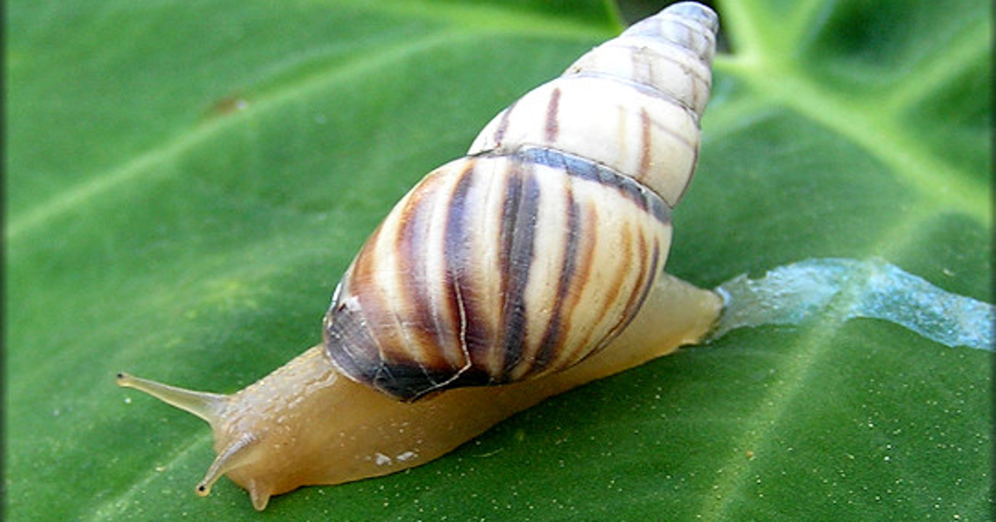 Florida wildlife Liguus tree snail