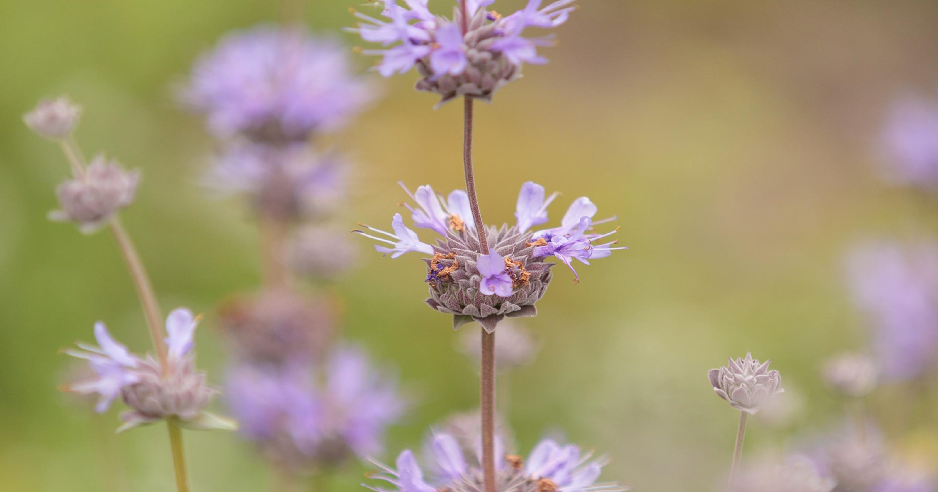 California’s droughttolerant native plants