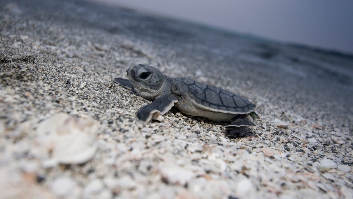 Sea turtles hatch on the beaches of Florida