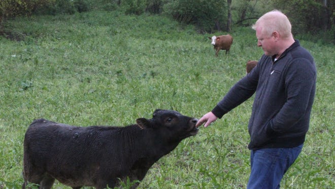 Brett Burns is in the field with a calf which is a cross between a Simmental and Japanese Black Wagyu.