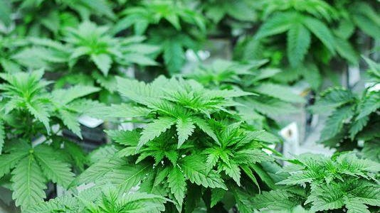 Arizona launches legal marijuana sales with dozens of licenses for  dispensaries - PBS NewsHour