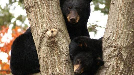 This year’s bear hunt in New Jersey claimed the lives of 549 bears.