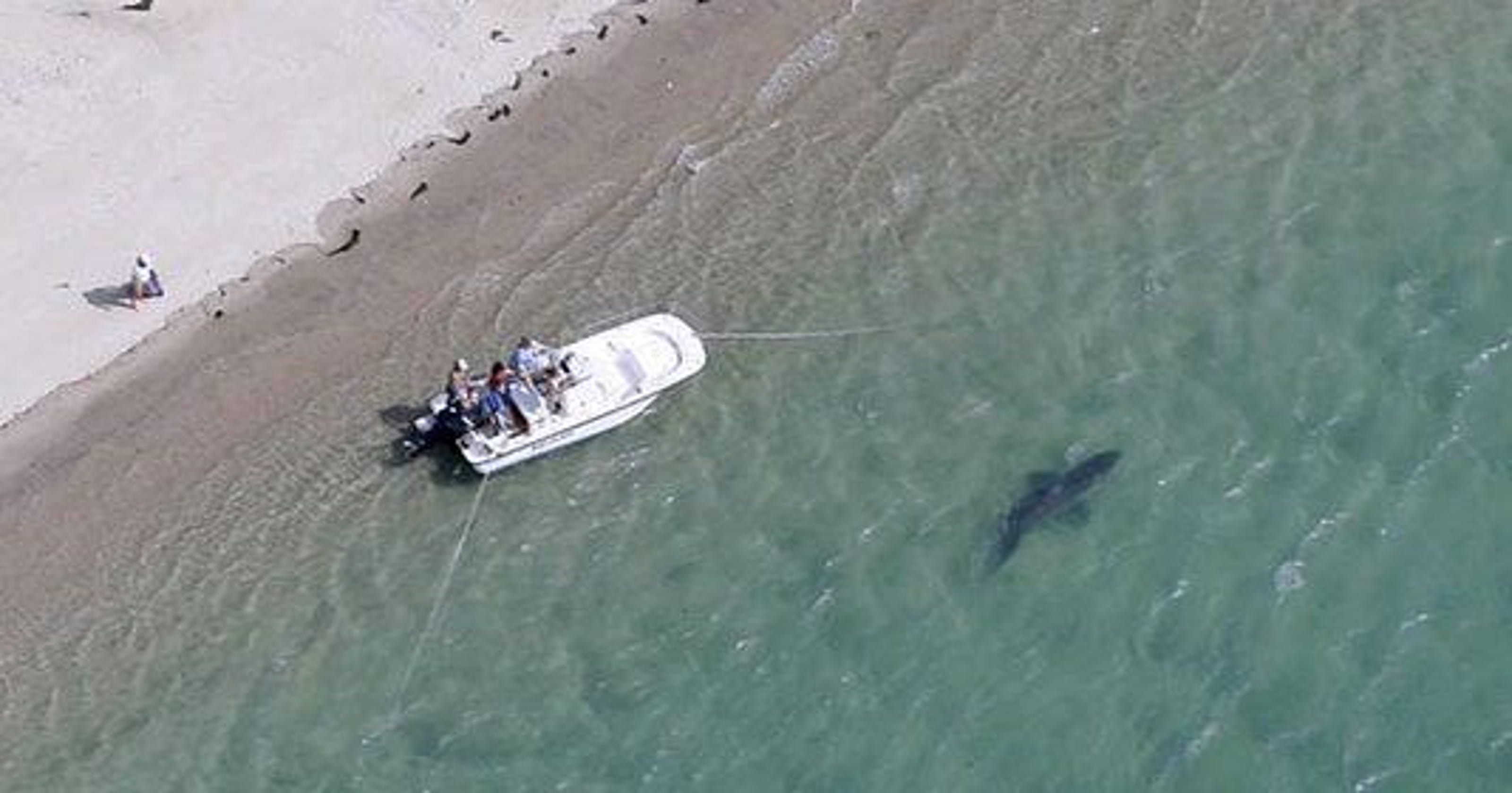 Cape Cod beaches close following shark sightings
