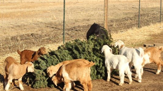 Several goats munch Dec. 23 on a pine tree in Reno, Nev.