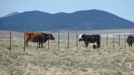 Cattle graze on private property in the hills north of Washington County