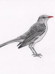 "Mockingbird With Red Beak" is one of the drawings