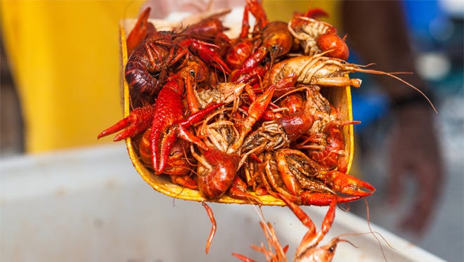 Boiled crawfish are one of Louisiana's most popular delicacies.