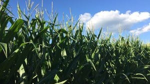 The annual corn silage drydown or moisture testing days are now being scheduled.