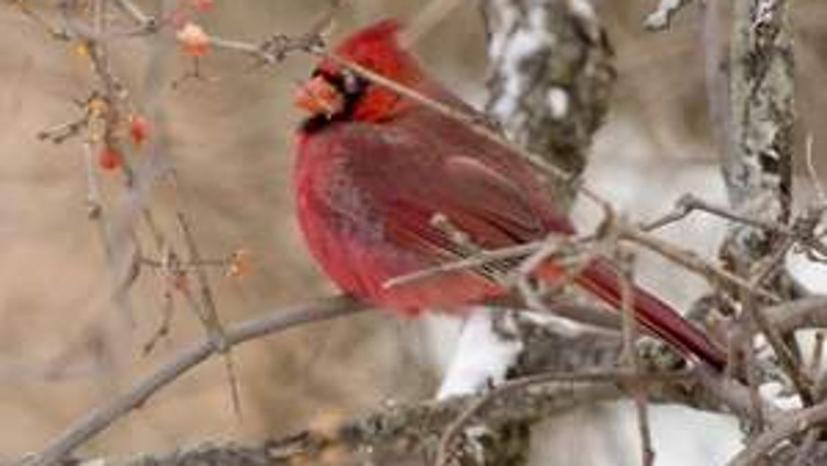 Do It Winter Doesn T Keep Birds Away