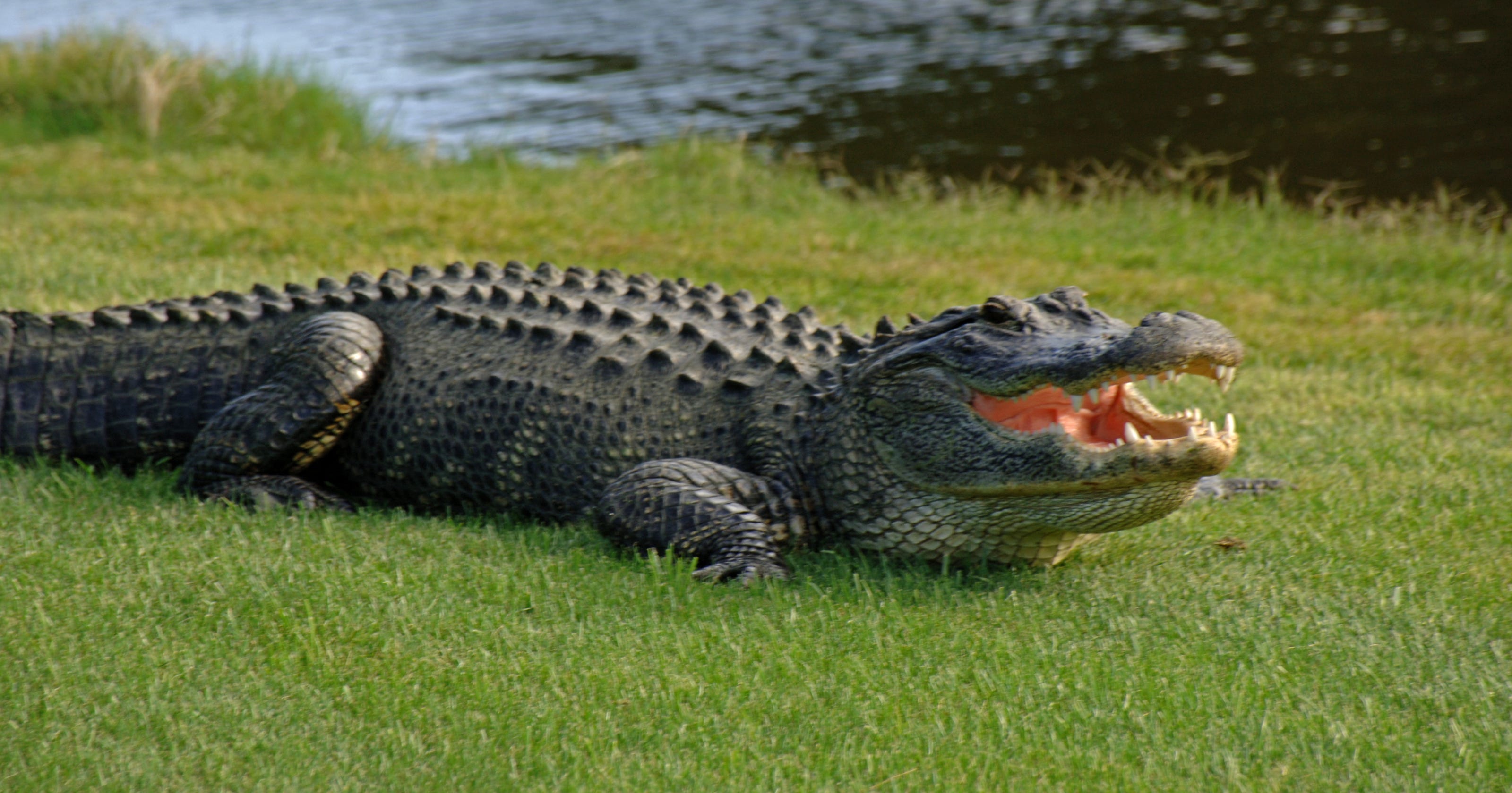 L.A. family kept alligator in backyard 40 years