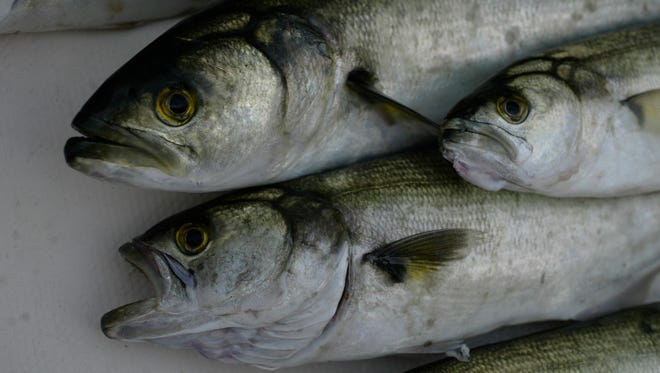 The bluefish can be found in the warmer water of the bay from 57-62 degrees.