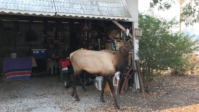 Pickens County resident Philip Boyles took this photo of the wandering elk outside his home last weekend.