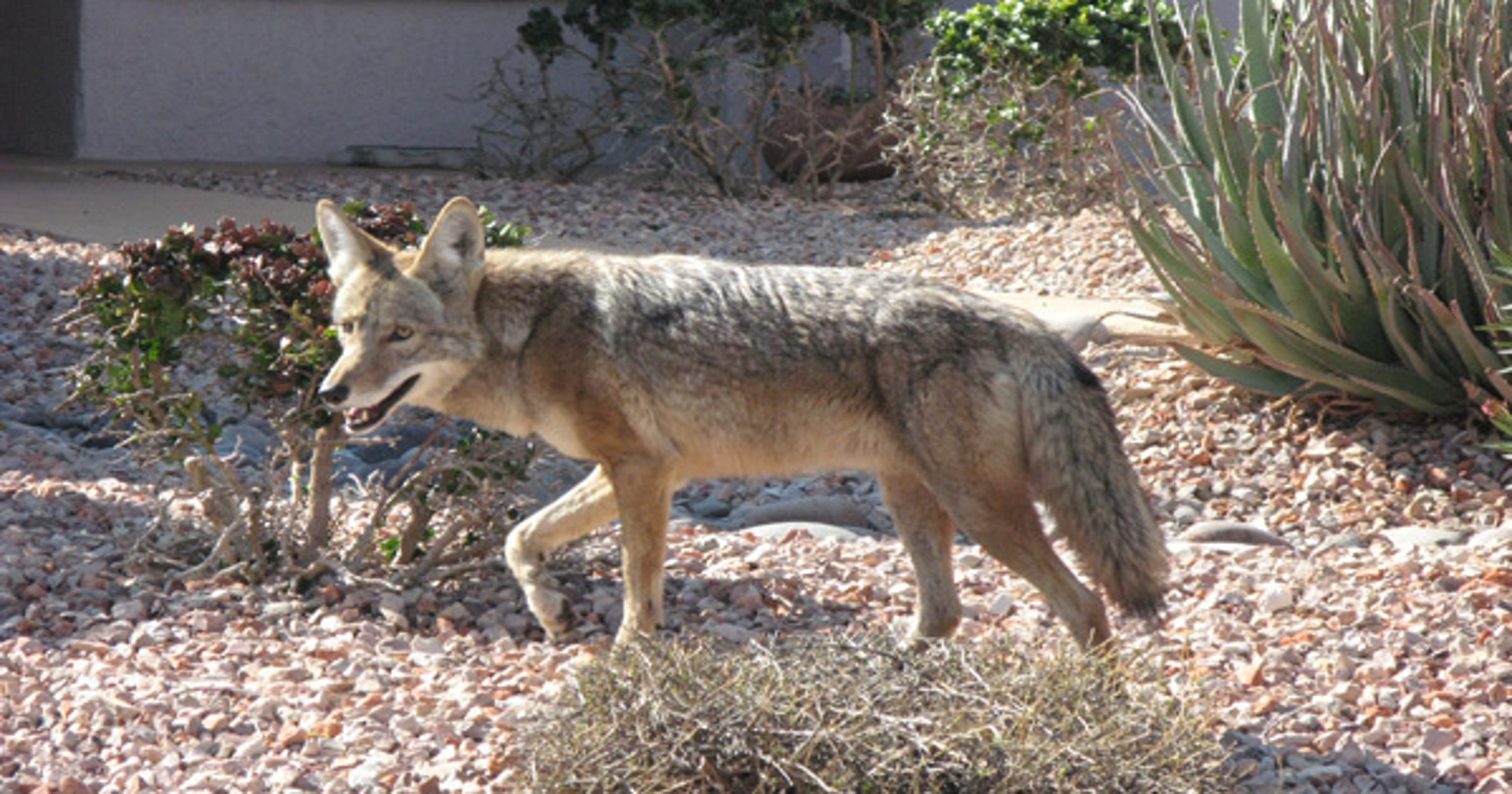 coyotes foxes coyote phoenix north urban why seen neighborhood