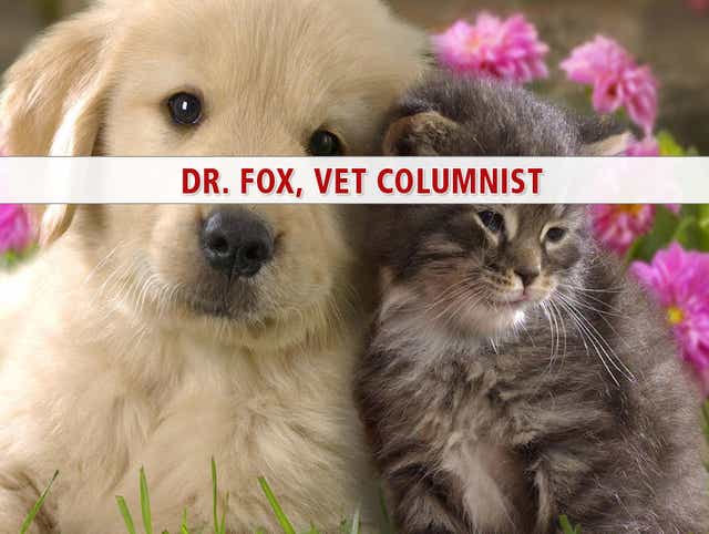 Animal Doctor Feral Cat Problems