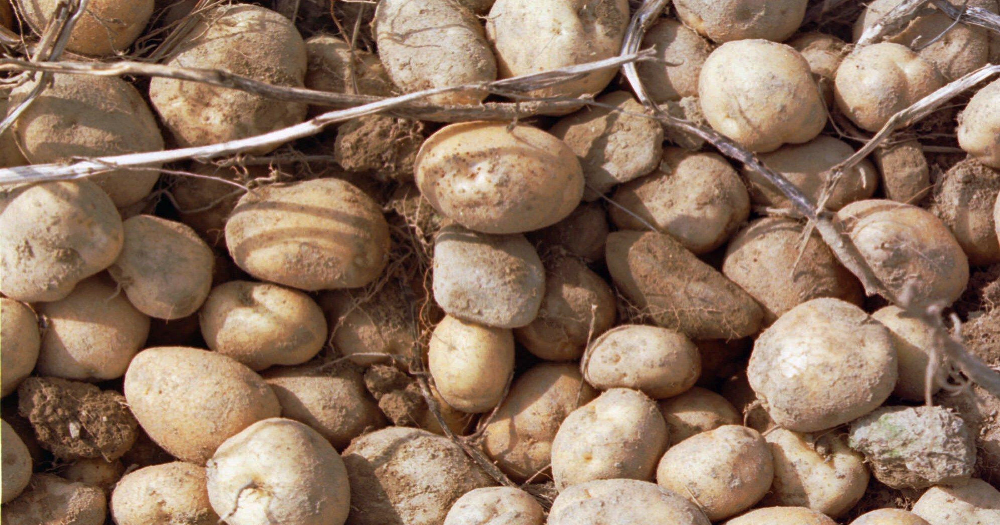 storing seed potatoes over winter