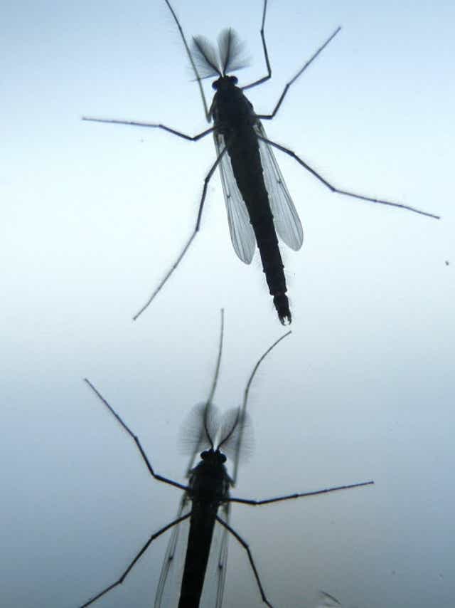 Ducks Bats Birds Fish All Love Midges Humans Not So Much