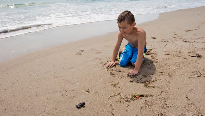 Brody Fritz, 8, of Dallas, Texas, gets a closer look at a baby sea turtle as it tries to crawl into the Atlantic Ocean at Waveland Beach in St. Lucie County on June 27, 2016.