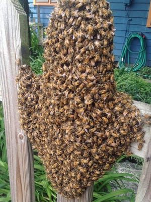 Bee Public's Kate Franzman shot this photo of a honey bee swarm in 2013. The bees are very docile in a swarm state. she said.