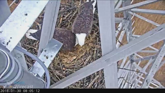 Eagle pair rebuilding a nest for laying of eggs this month on a PSEG tower in Salem County. A live camera is recording to event daily