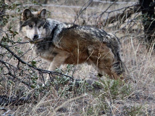 An endangered Mexican gray wolf enters the wild after