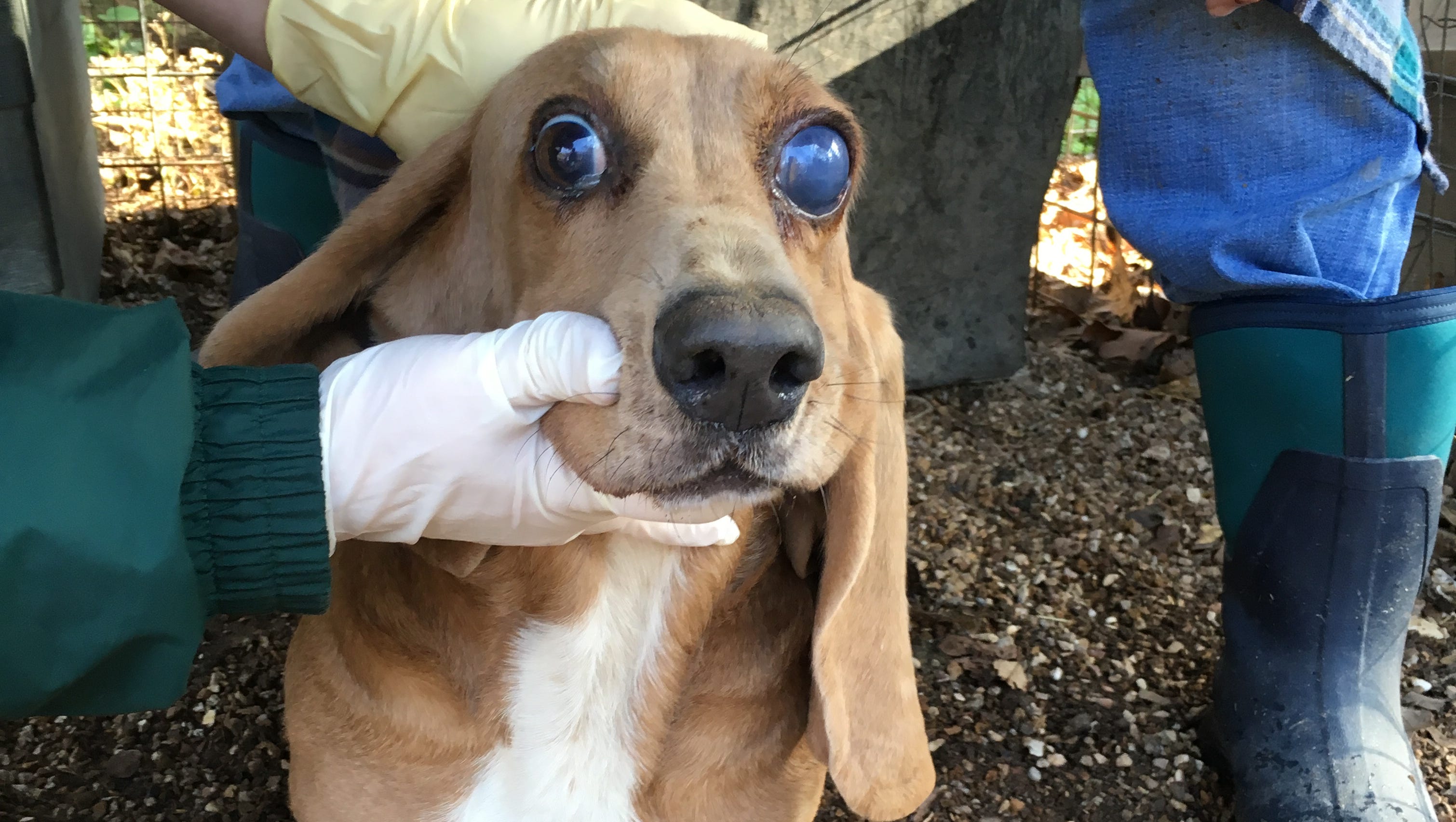 Humane Society Report Finds Missouri Leads The Nation In Puppy Mills