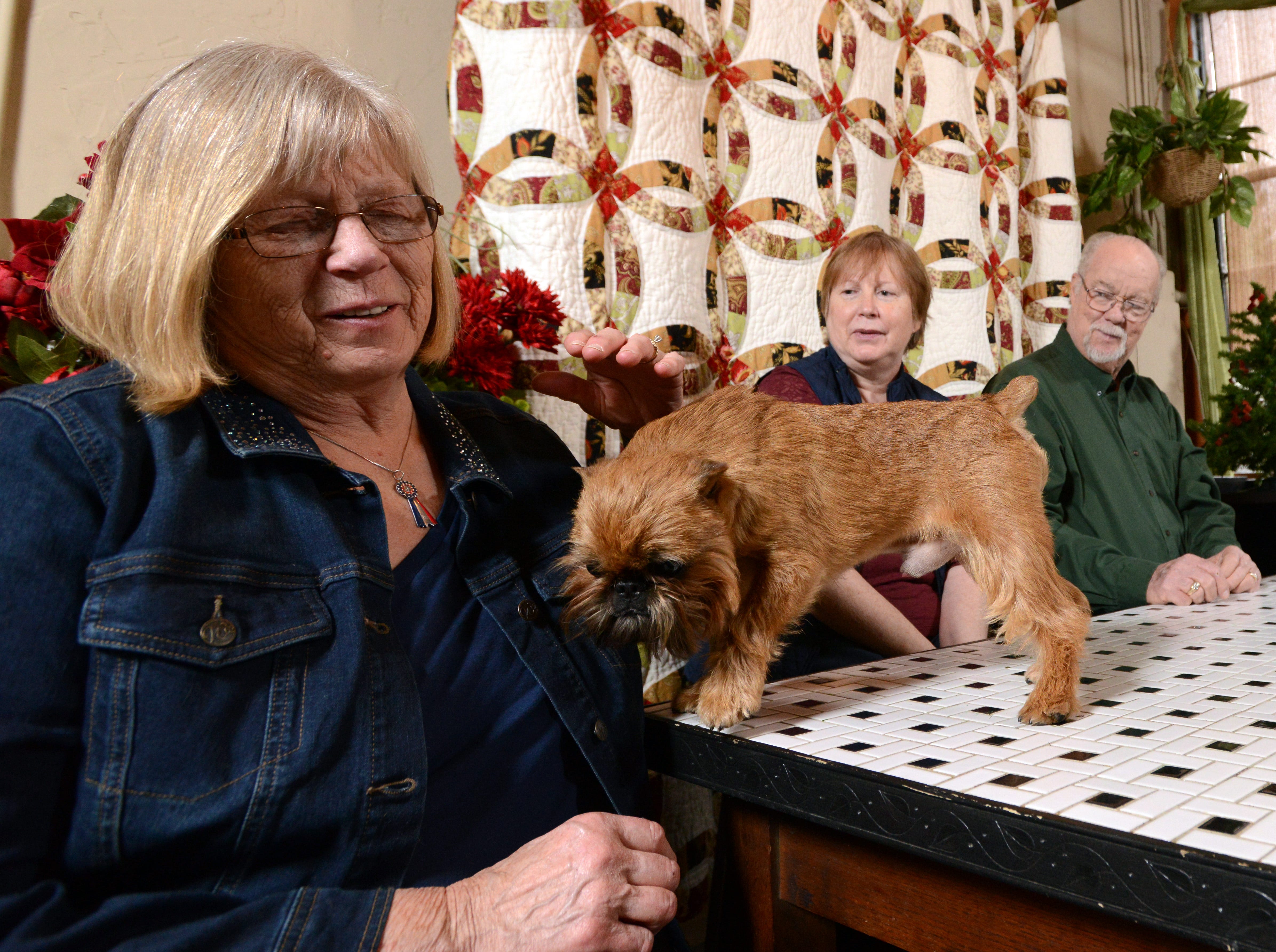 newton brussels griffon