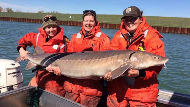 Jessica Sherman, Jennifer Johnson and Paige Wigren hold a 120-pound  sturgeon caught in the Trenton Channel on the Detroit River.